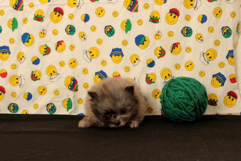 puppy, for, sale, Pomeranian, Matthew B. Stoltzfus, dog, breeder, Gap, PA, dog-breeder, puppy-for-sale, forsale, nearby, find, puppyfind, locator, puppylocator, aca